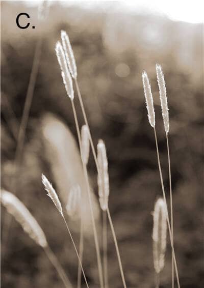 Vibrant Nature Canvas Prints – High-Quality 280gsm Art for Home and Office 5