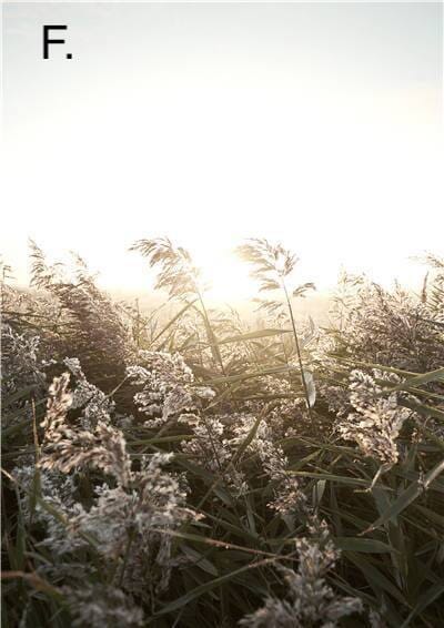 Vibrant Nature Canvas Prints – High-Quality 280gsm Art for Home and Office 8