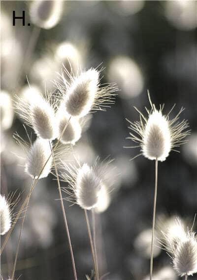 Vibrant Nature Canvas Prints – High-Quality 280gsm Art for Home and Office 9