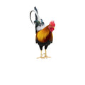 Rooster 1