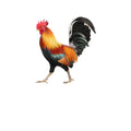 Rooster 2