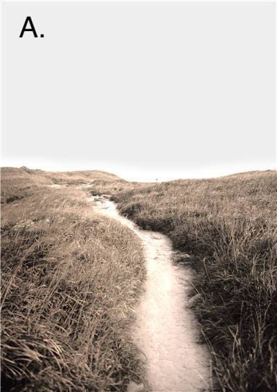 Vibrant Nature Canvas Prints – High-Quality 280gsm Art for Home and Office 0