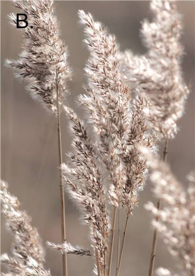 Vibrant Nature Canvas Prints – High-Quality 280gsm Art for Home and Office 4