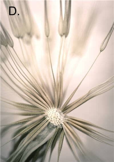 Vibrant Nature Canvas Prints – High-Quality 280gsm Art for Home and Office 6