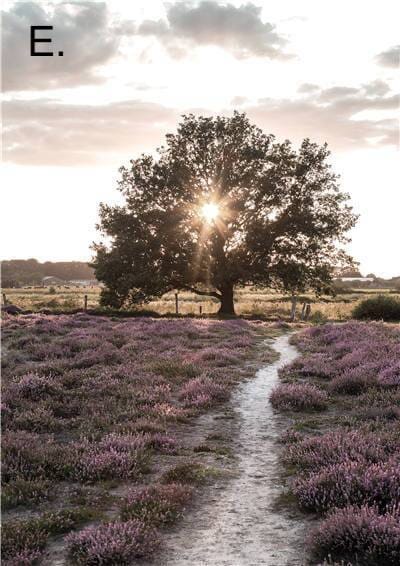 Vibrant Nature Canvas Prints – High-Quality 280gsm Art for Home and Office 7